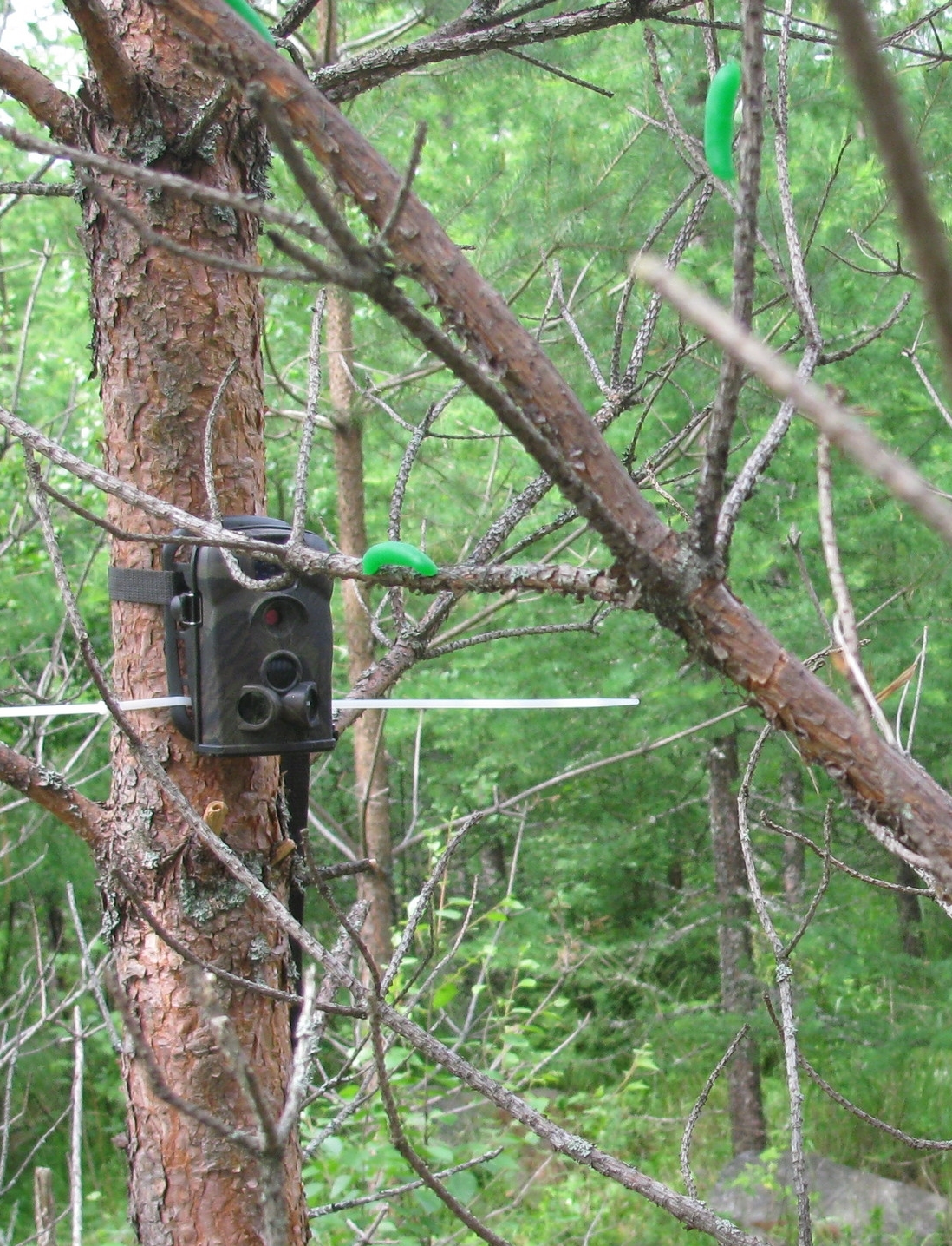 Camera trap