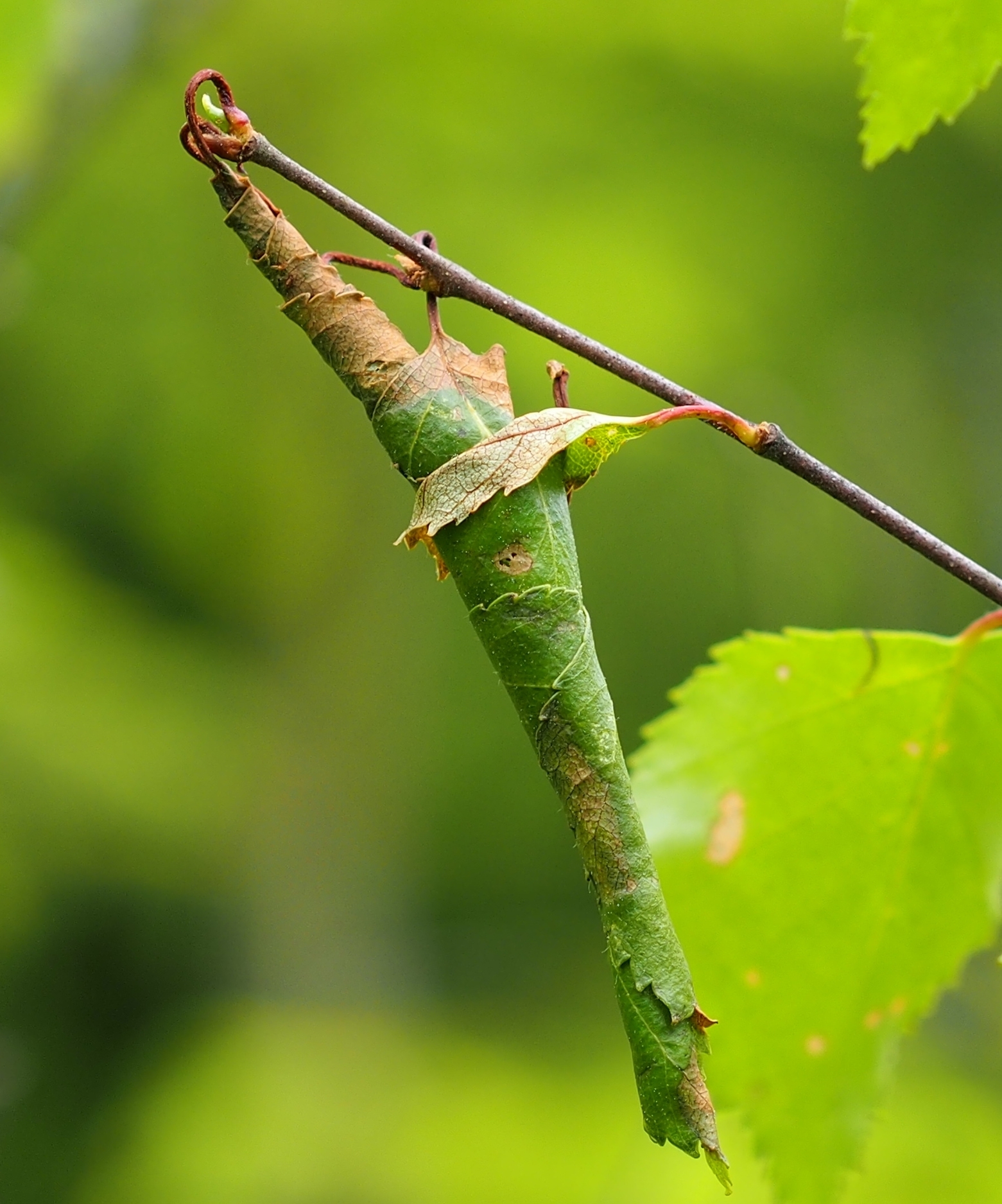Leaf roller ( Byctiscus betulae ) on birch