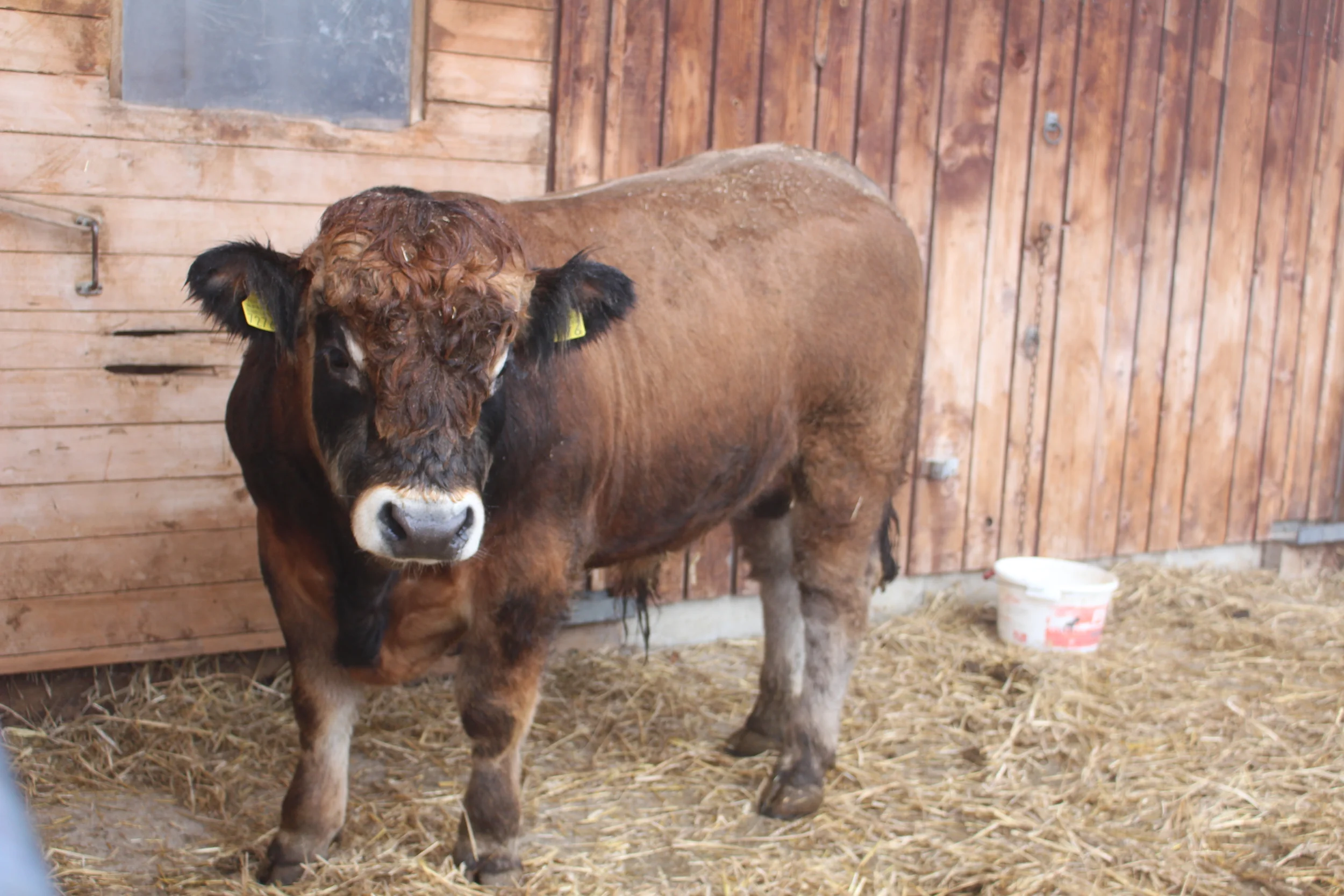 Ostergrüsse vom Ühlehof