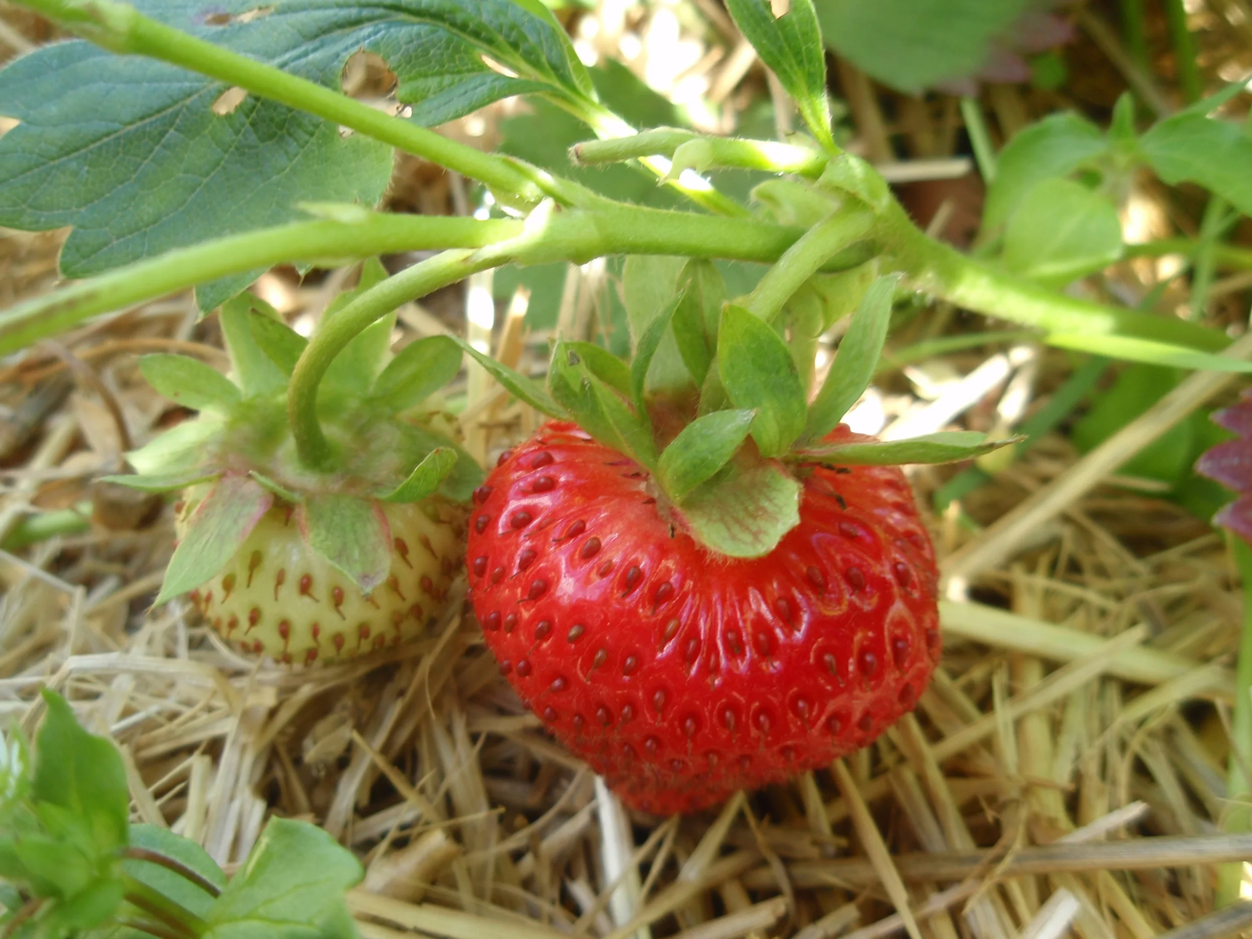 Ab sofort feine BIO-Erdbeeren vom Ühlehof