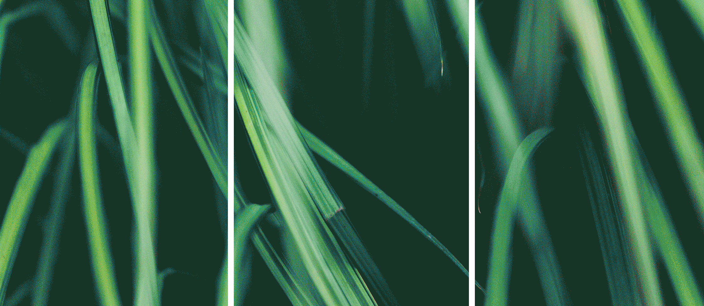 Emera-GIF.gif