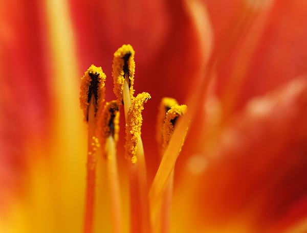 Lily01.jpg