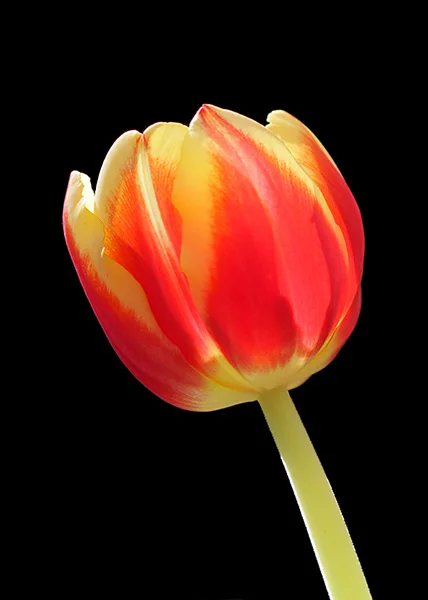 Tulip.jpg