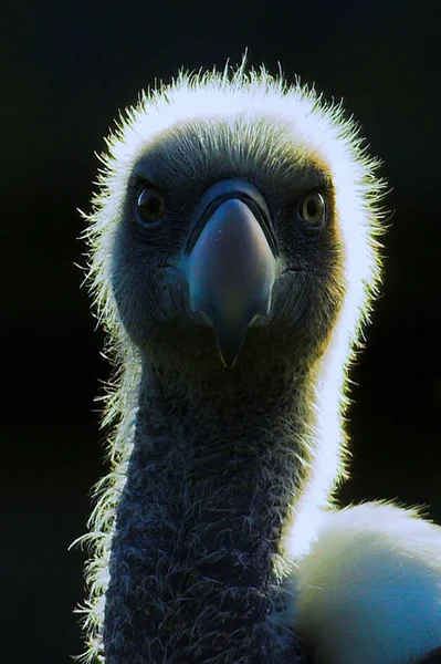Vulture.jpg