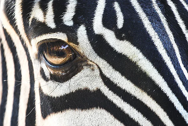 Zebra.jpg