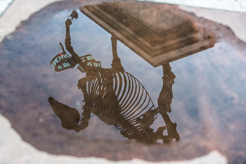 Horse.jpg