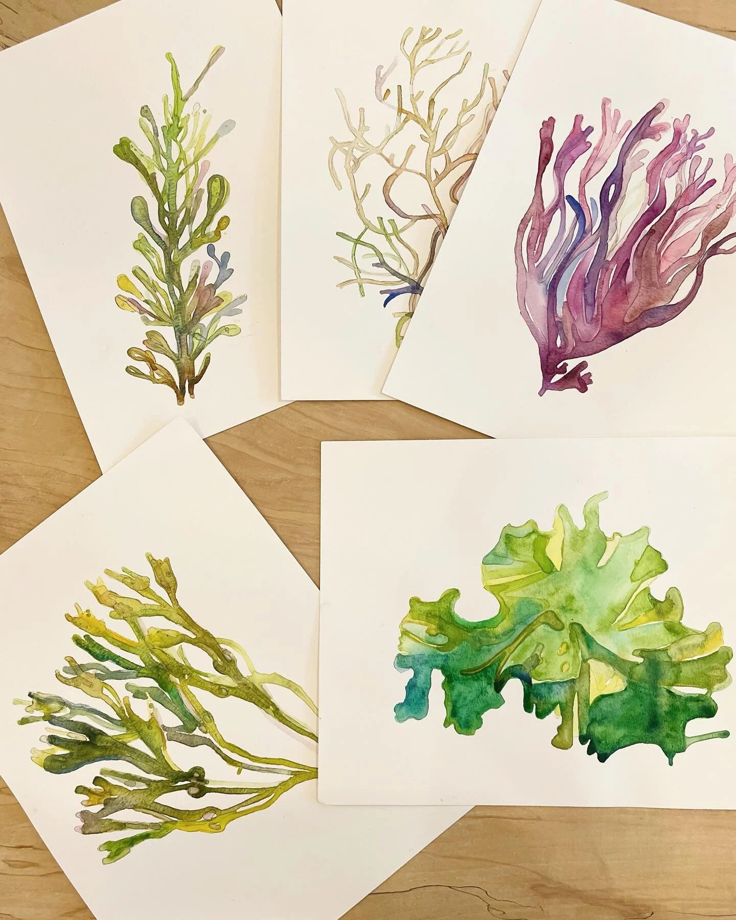 fun project to research the seaweed of Maine.
this collection available. 

Latin names / types can be added if you are interested.
DM me for information.
9x12 watercolor paper
5 total
