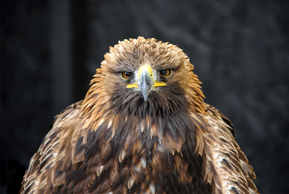 You are being watched, Golden Eagle Taken by Andy Turner Photographer Newquay.