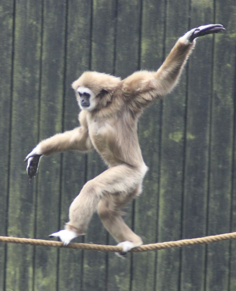 A gibbon learning to walk a tightrope instead of caring for his infant. Image via Flickr