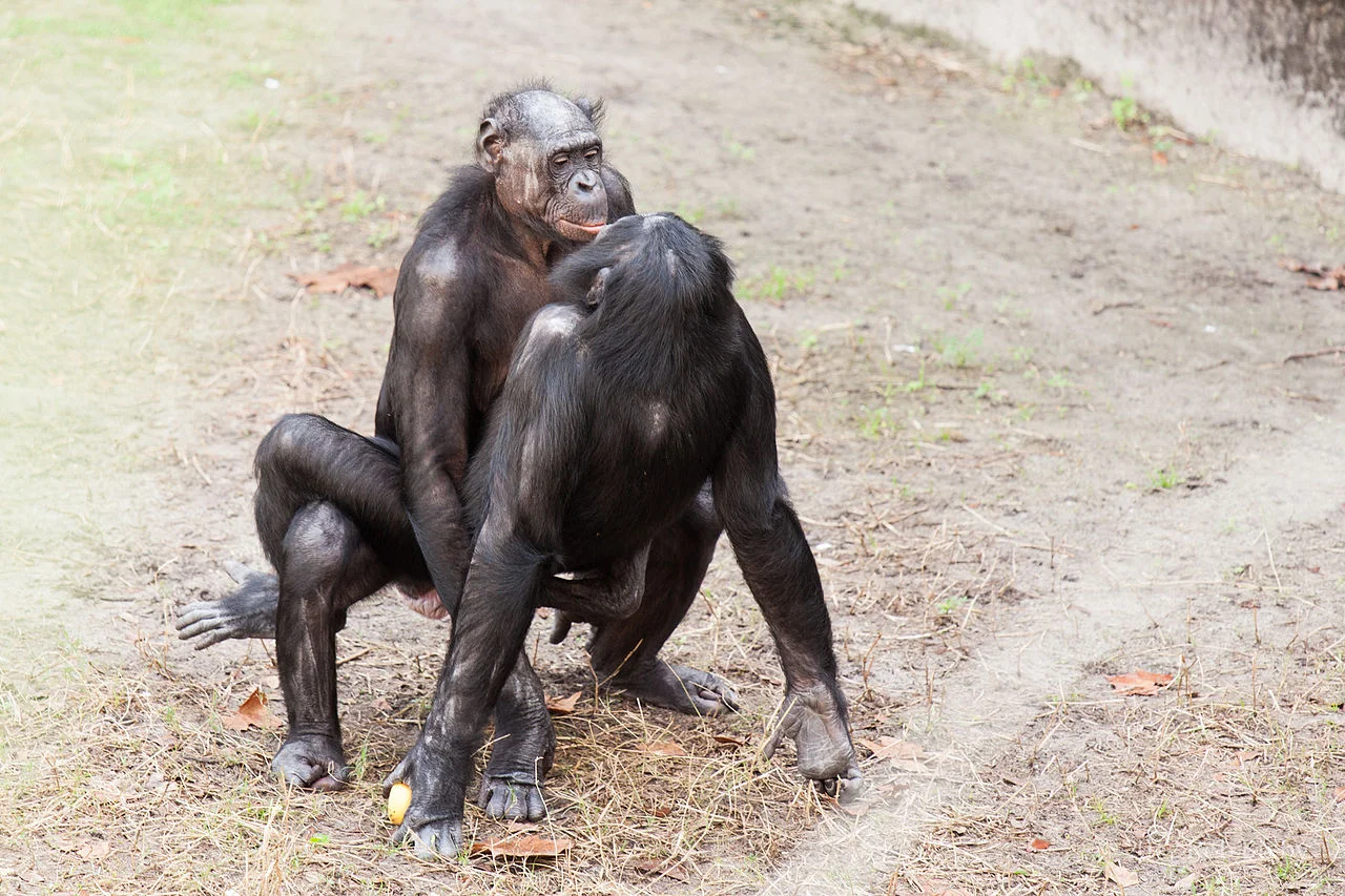 Slutty bonobos