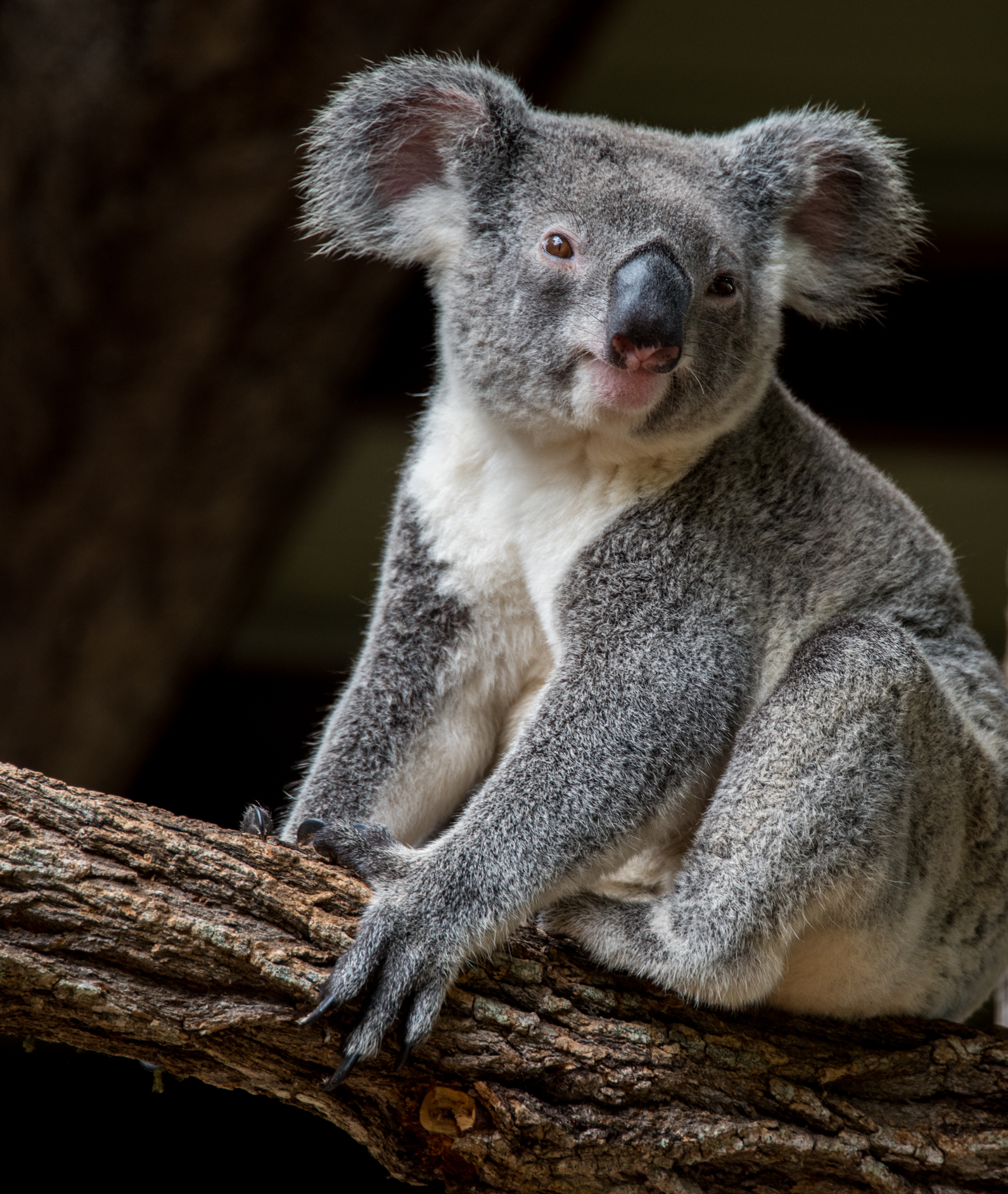 An actual herbivore | Image via Flickr