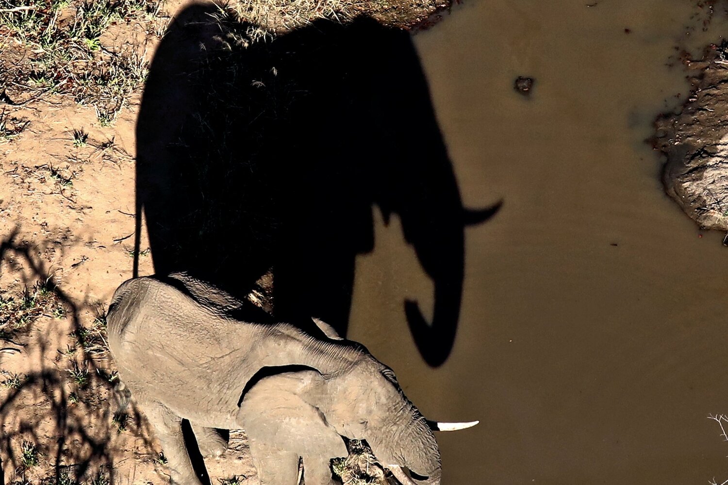 life-in-10-minutes-writing-the-ineffable-elephant-in-the-room-with-cindy-cunningham.jpg