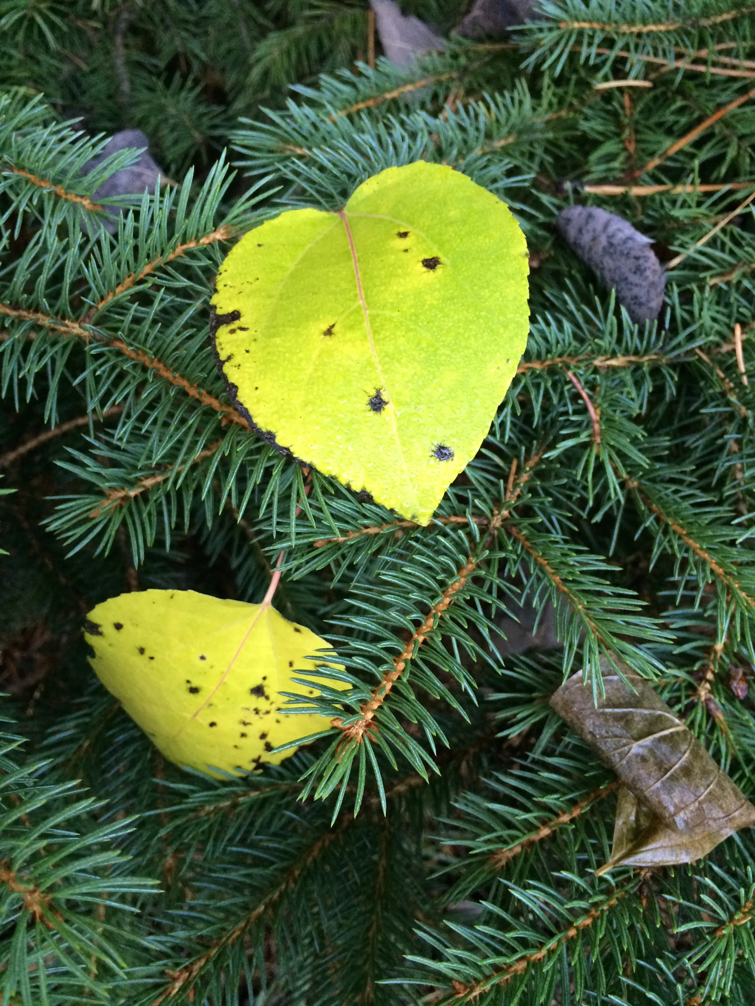 Jani pine tree heart leaf.jpg