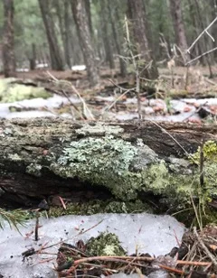 NATURE’S LIFE SUPPORT