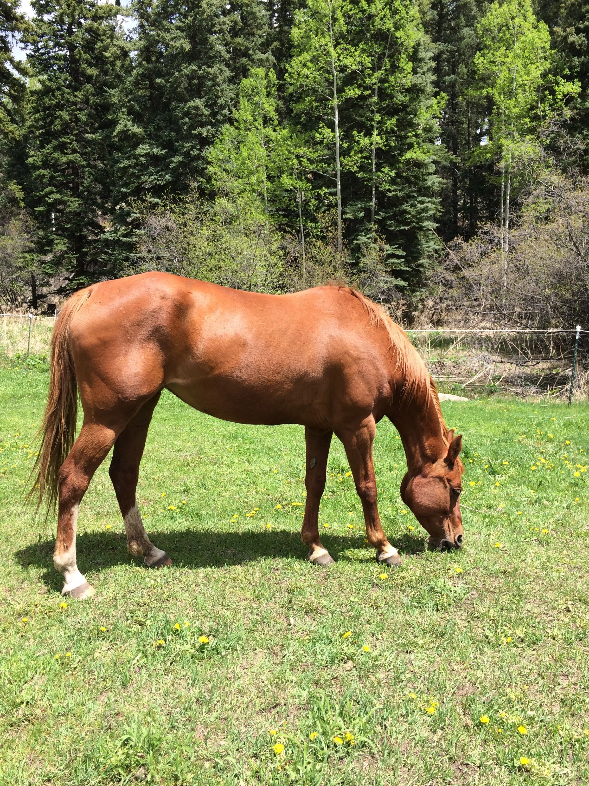 Honoring My Sassy Mare Companion