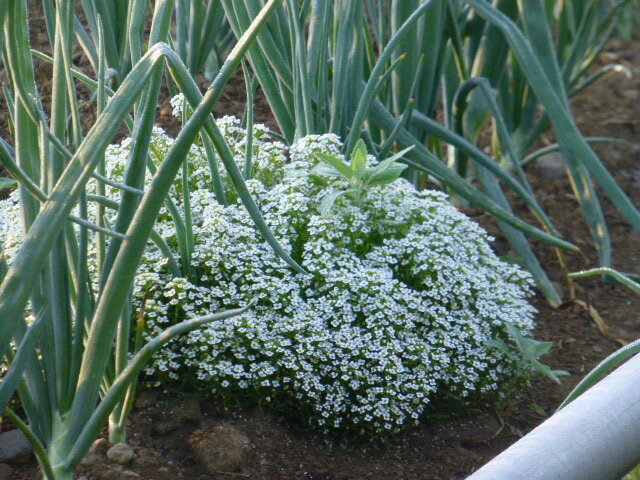 alyssum.JPG