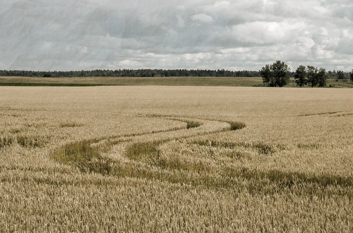 field.jpg