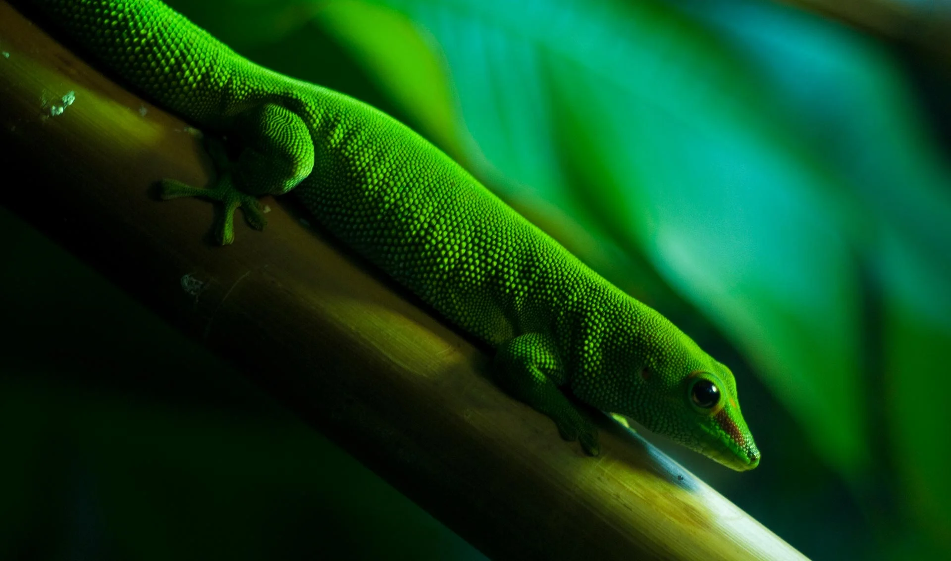 lizard4-(1-of-1).jpg