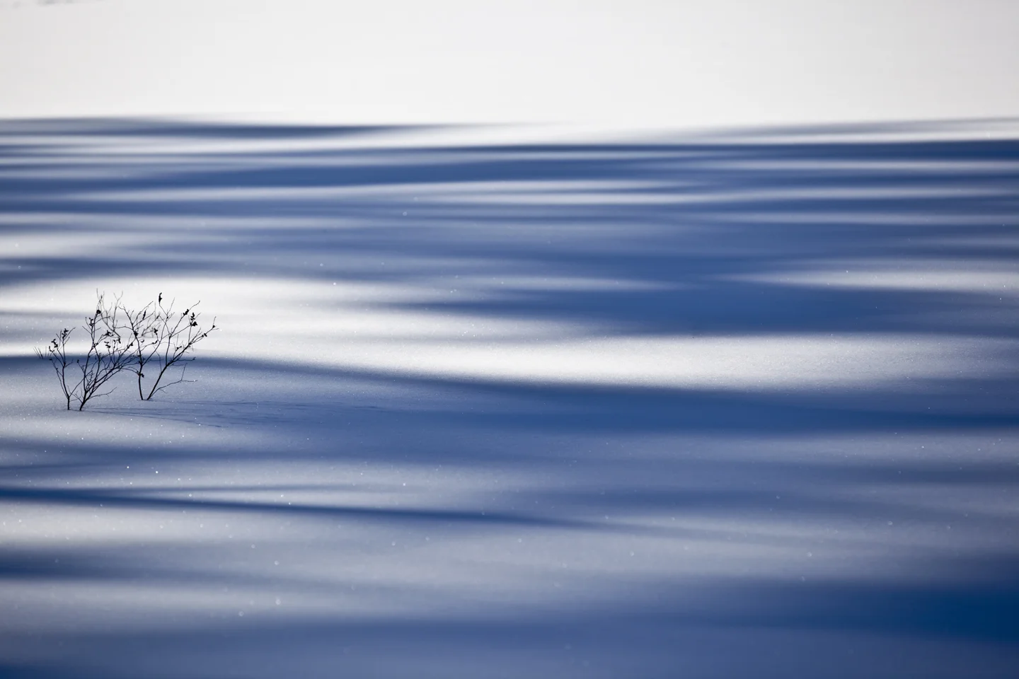 IMG_6892 winter.jpg