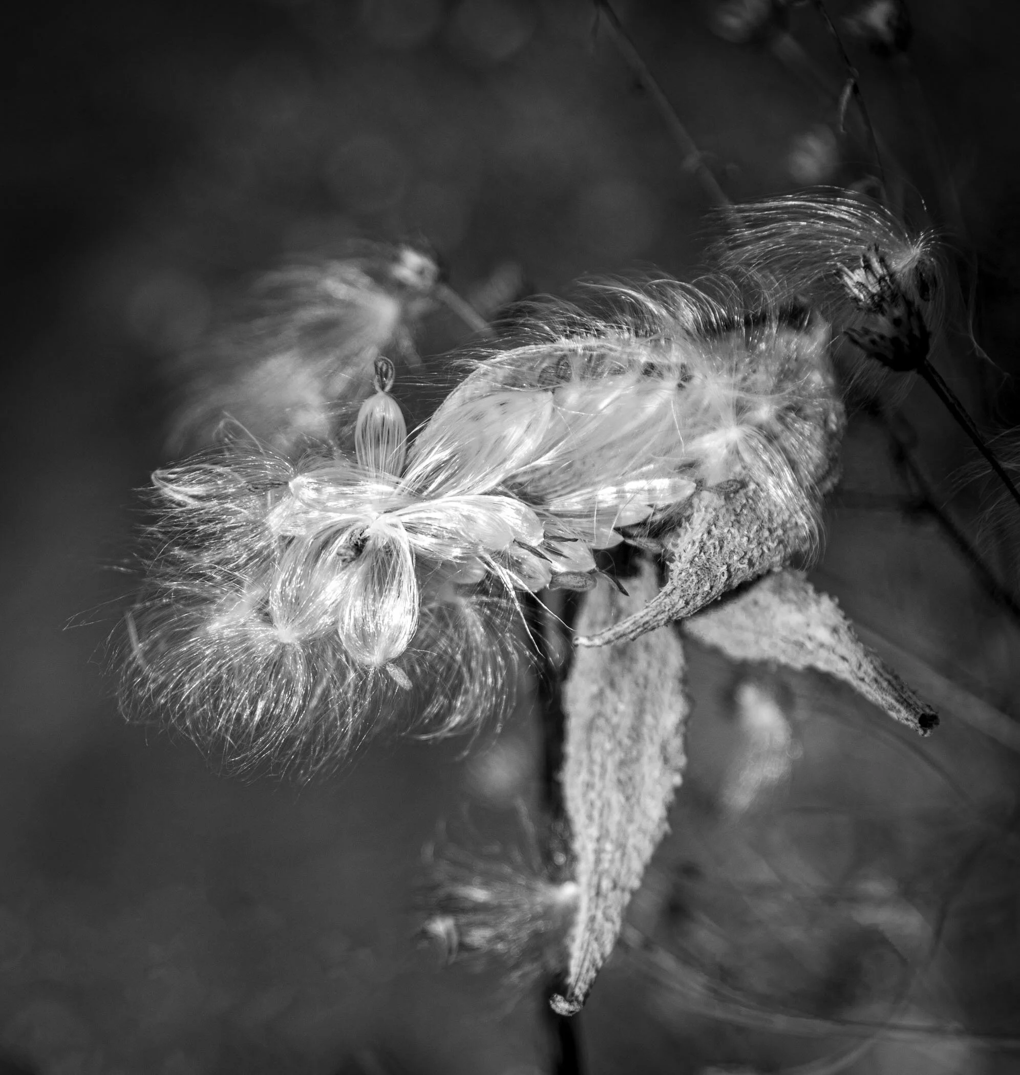 Dancing in the Wind Milky Pod 0950-2.jpg