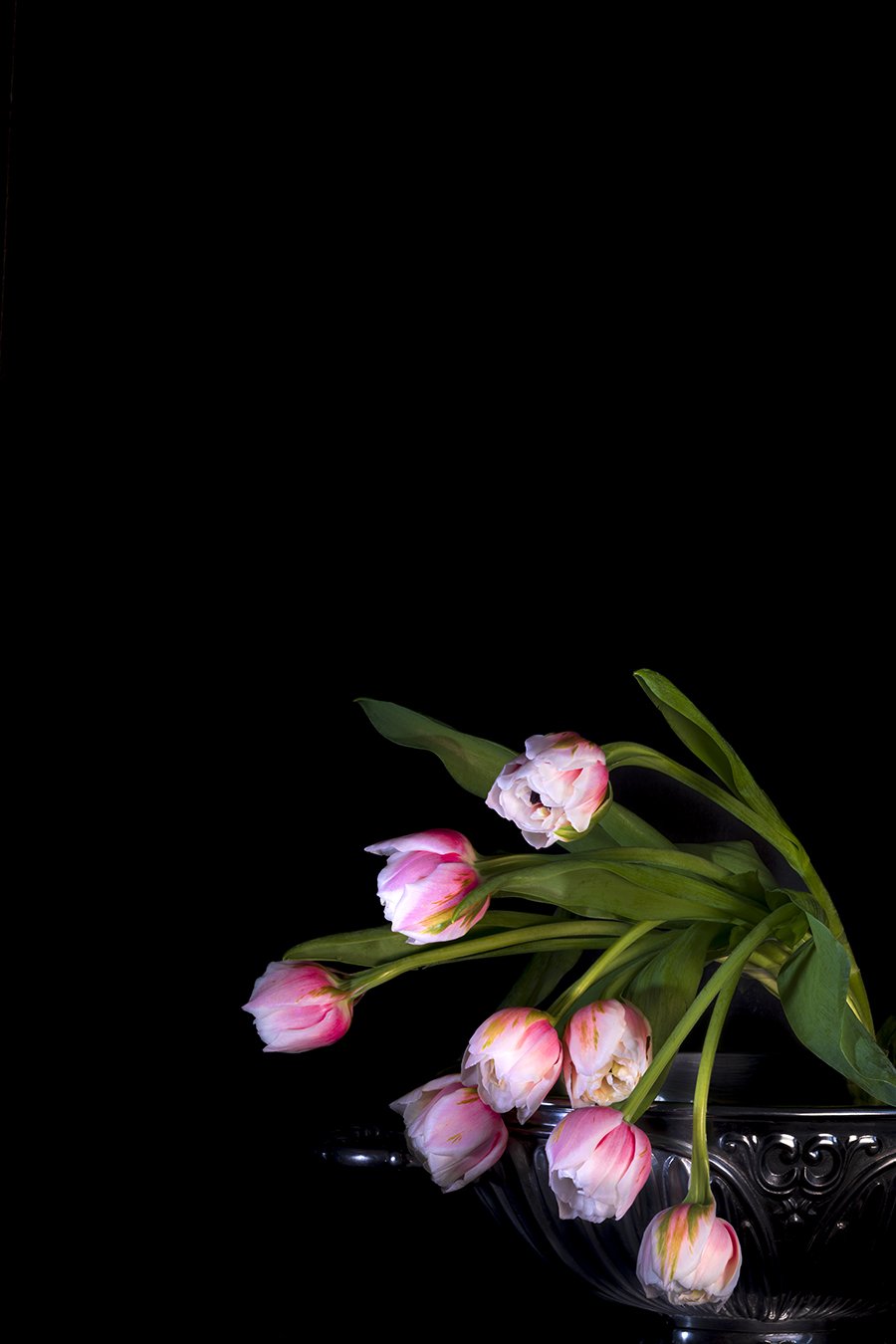 tulips seem to signal spring has arrived