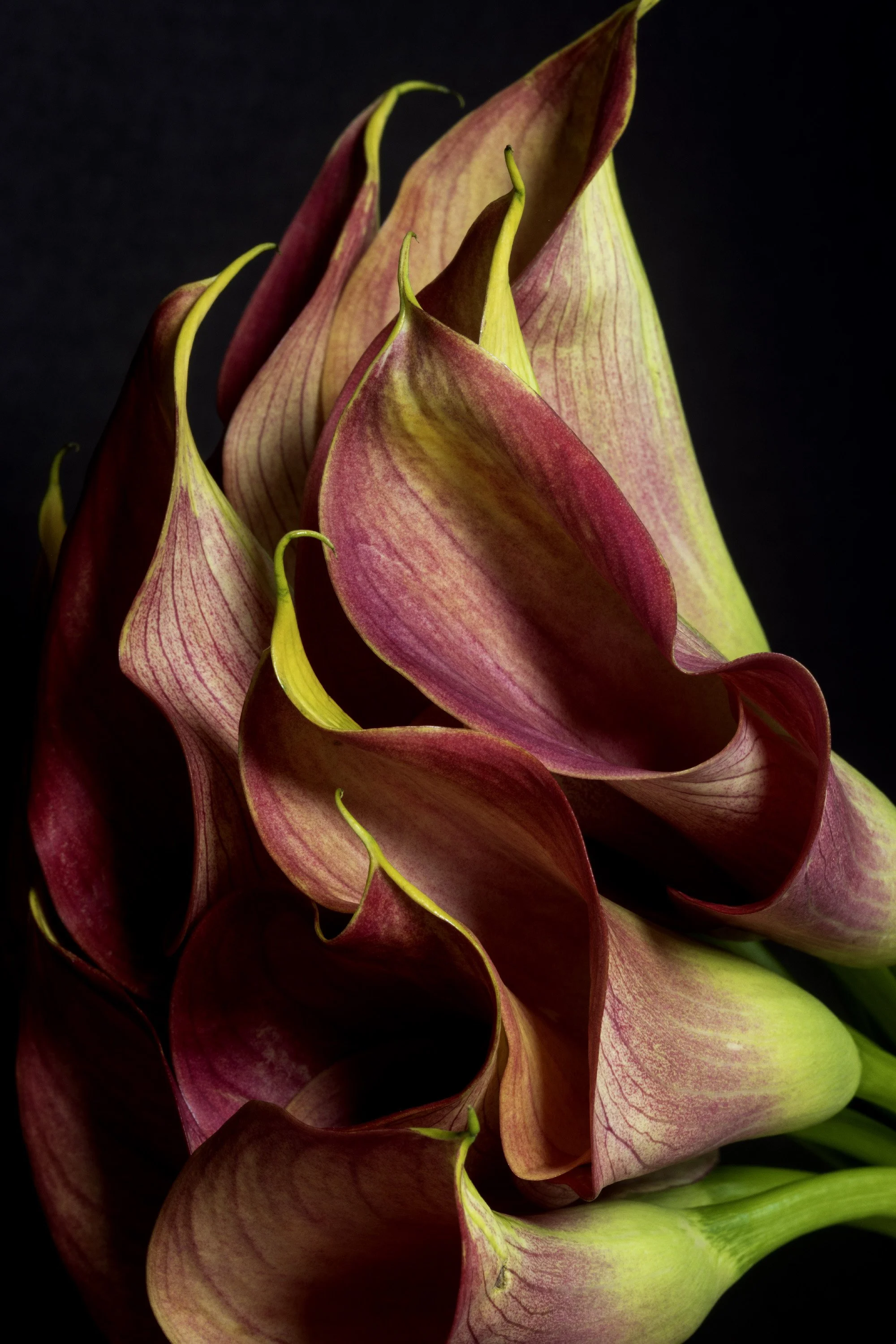 Calla Lily