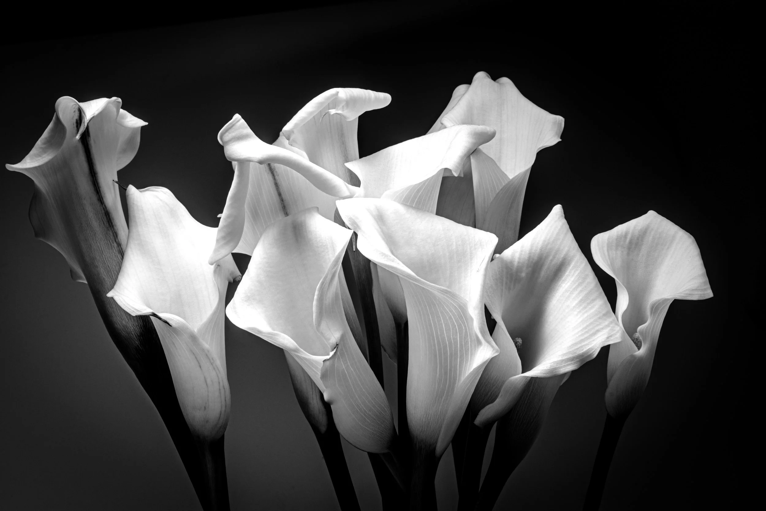 Trumpeters of Renewal