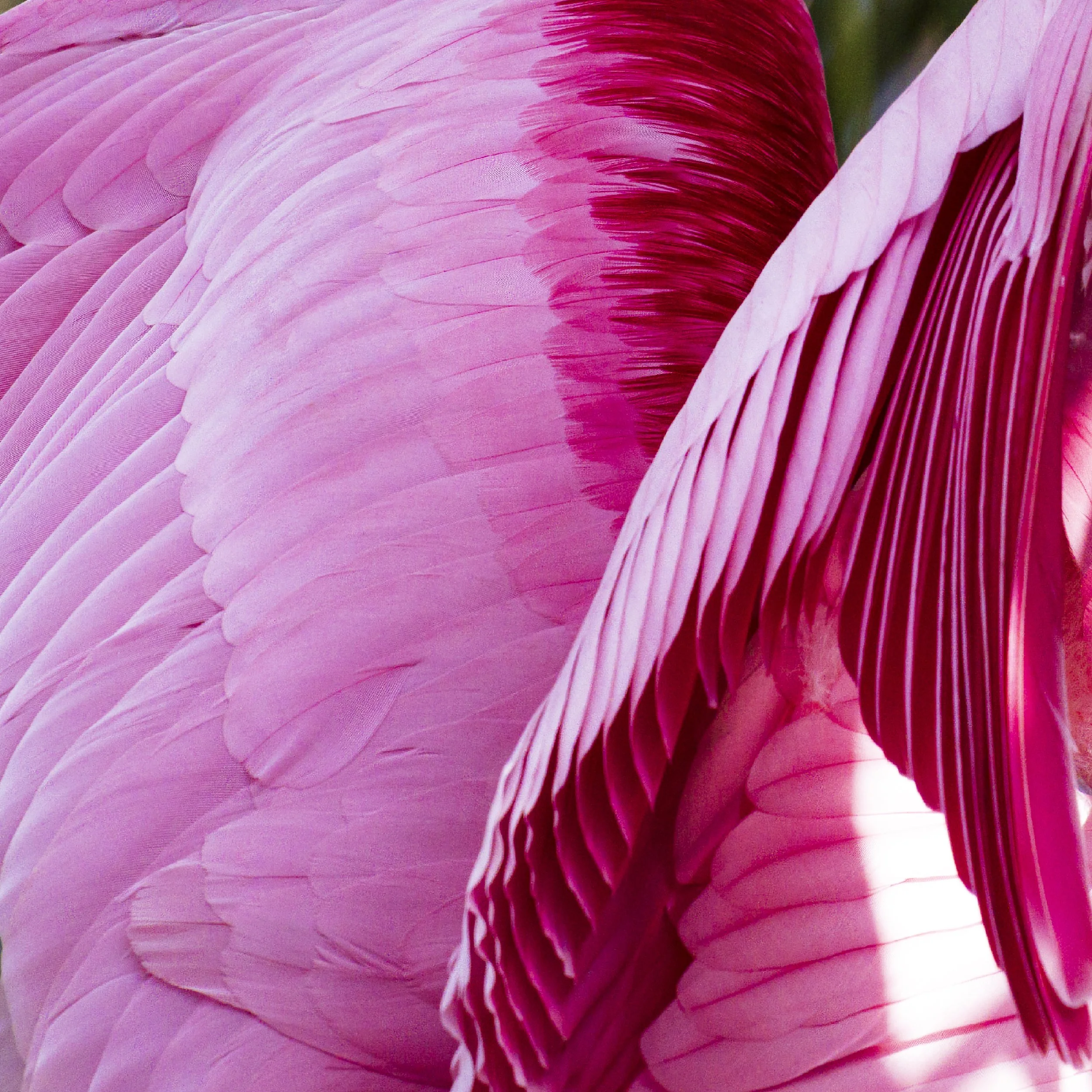 Spoonbill Abstract