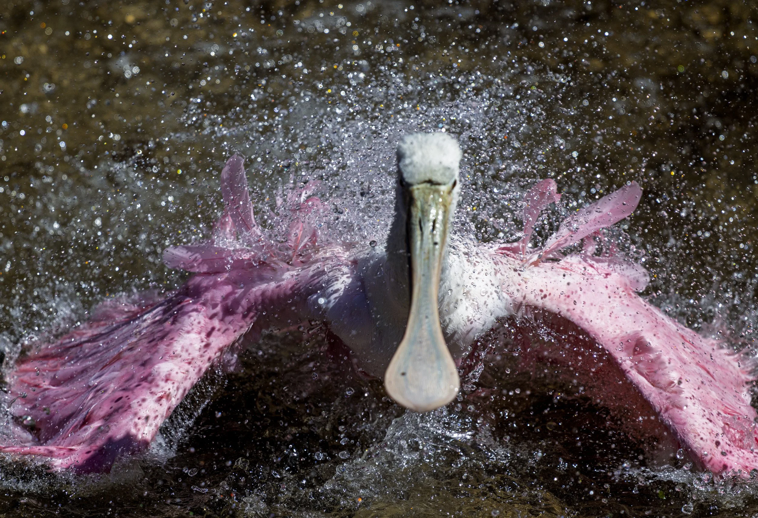 Young Spoonbill playing in the water