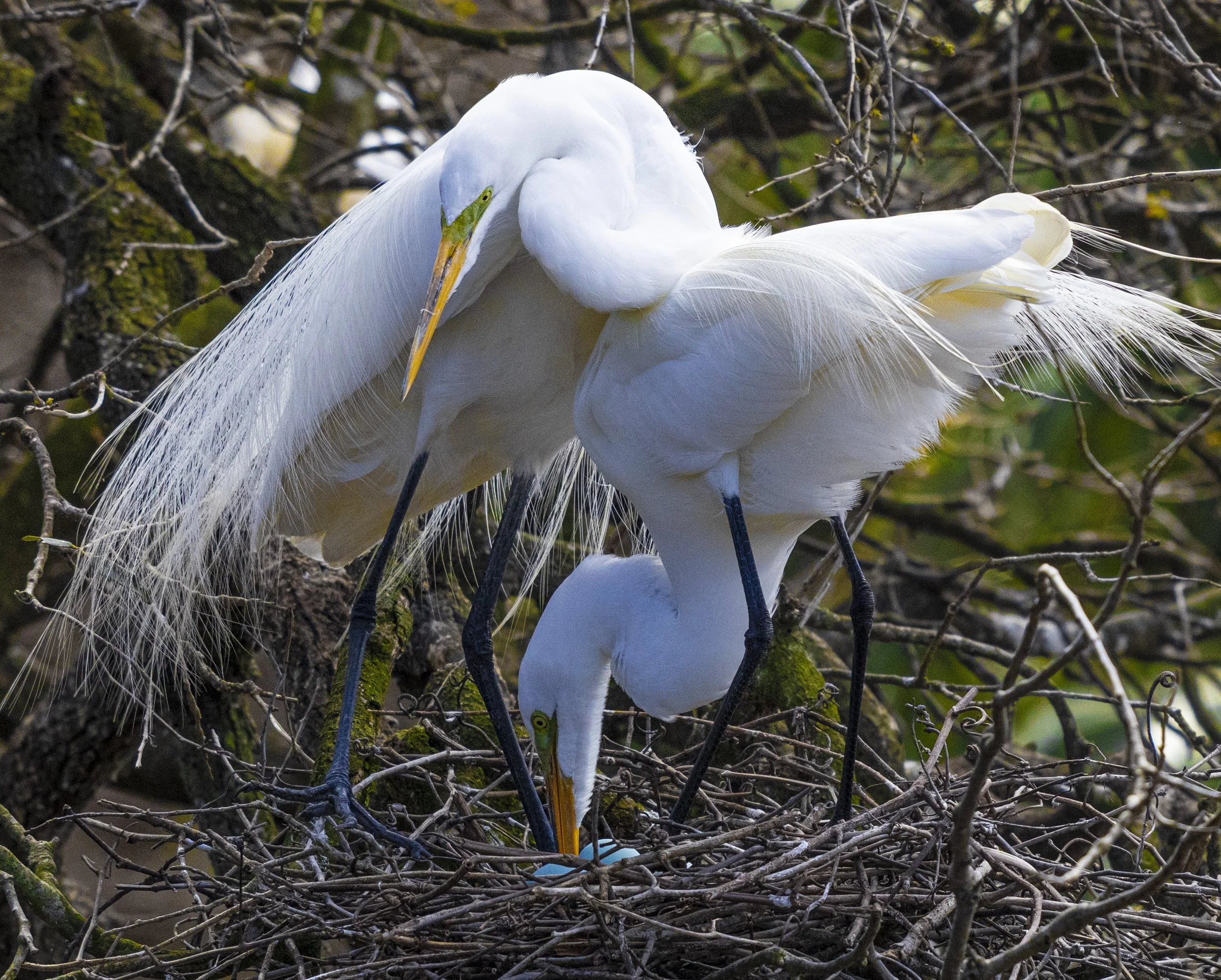 Nesting