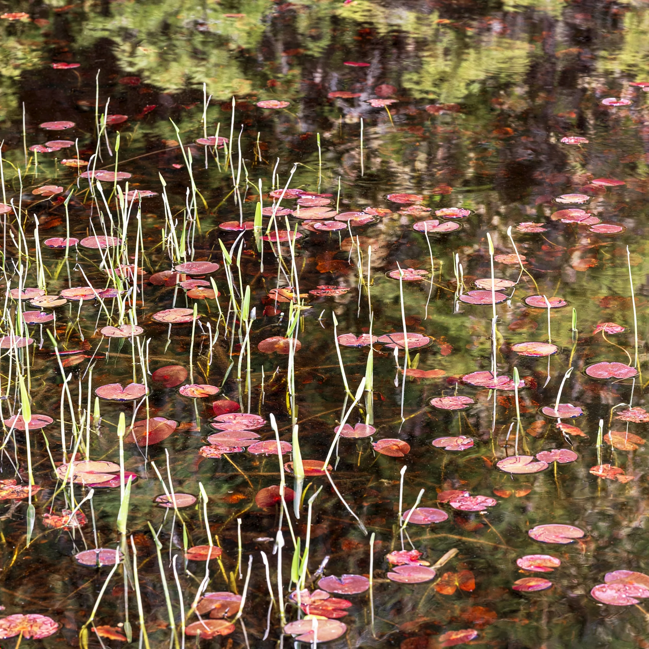  Monet inspired image at one of my favorite marshes. 