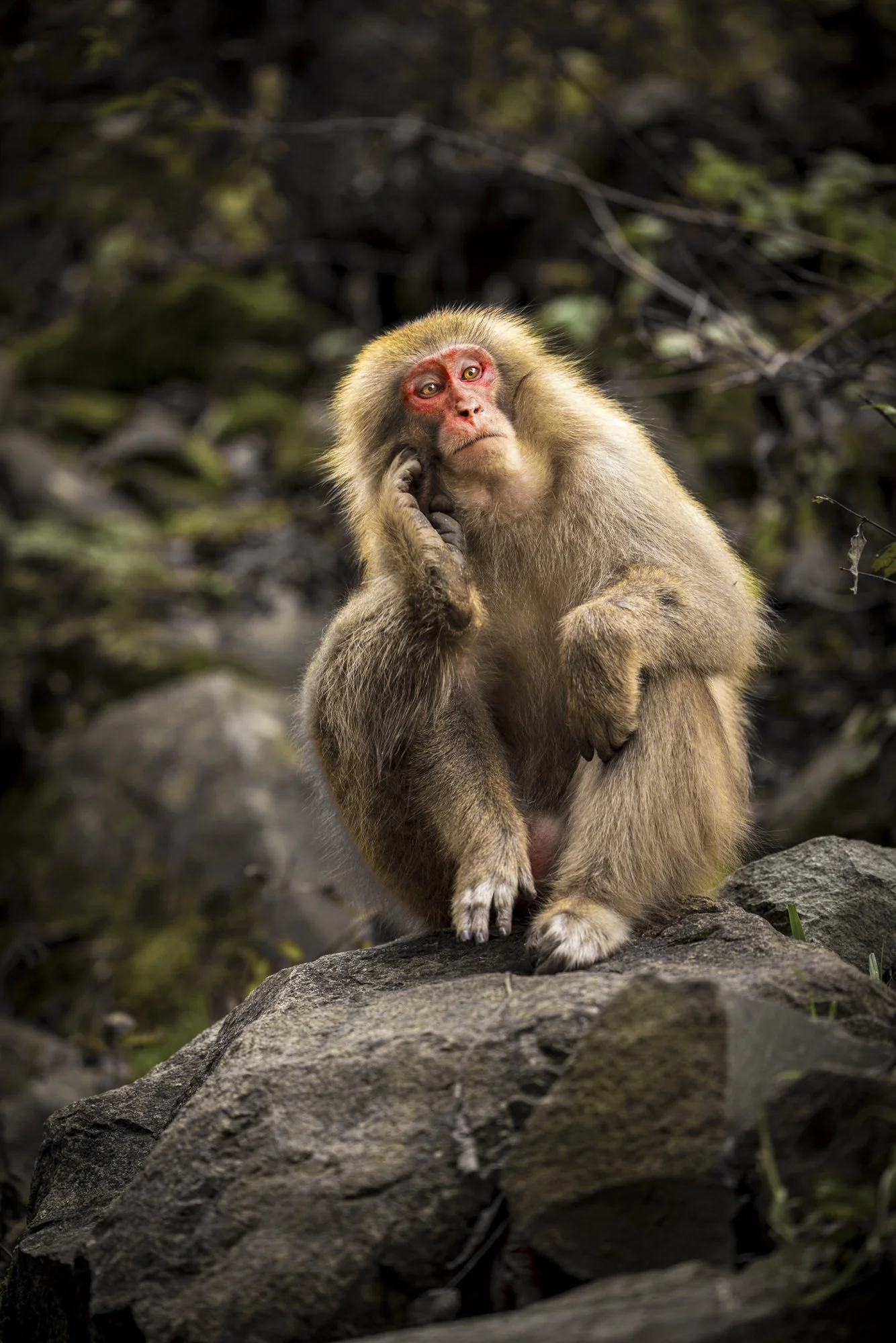  I feel so much from this monkeys’ expression! Almost as if she is saying ‘oh brother!’ Resignation and questioning at the same time. So human. 