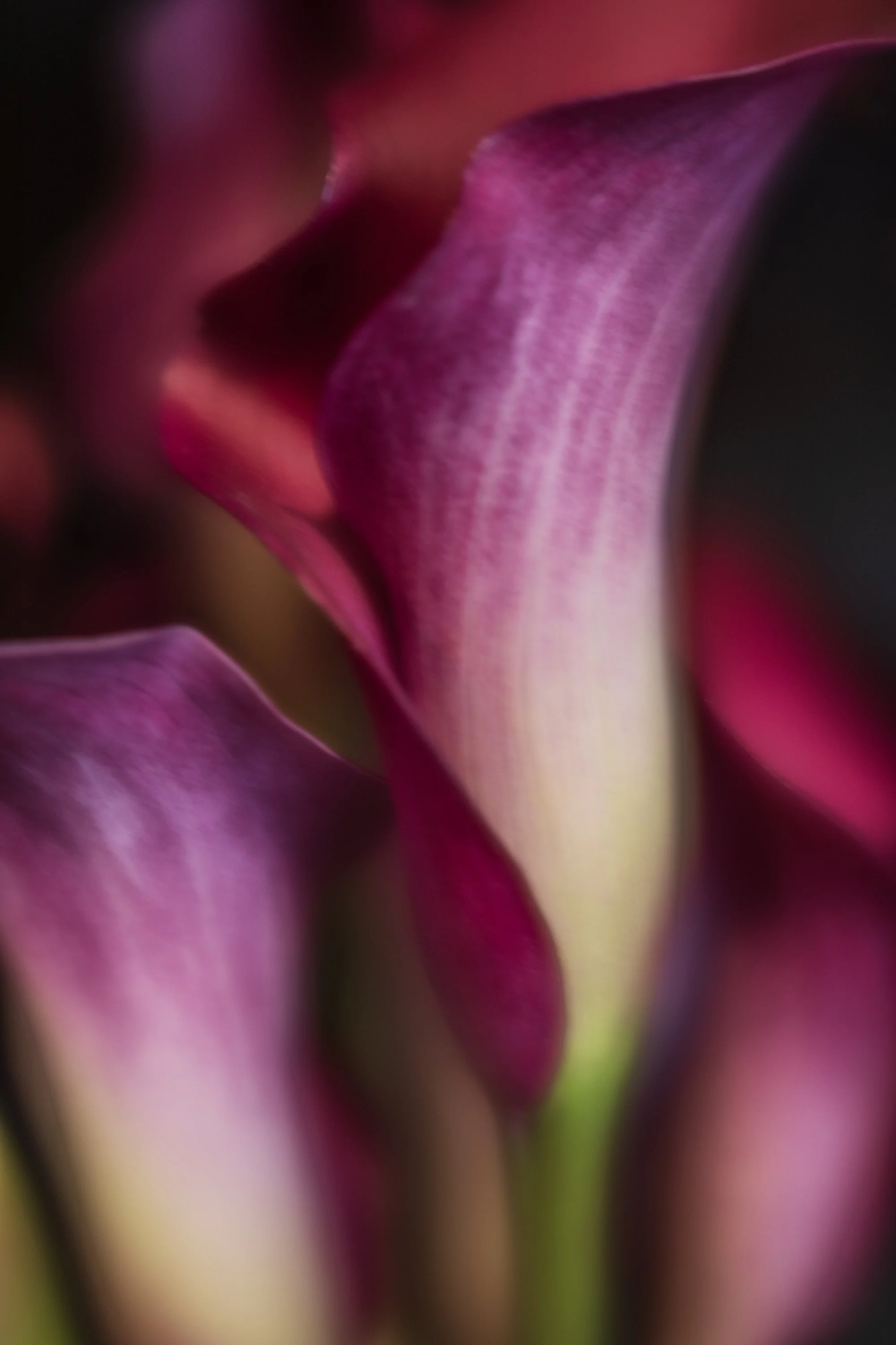 Ruby Red Callas