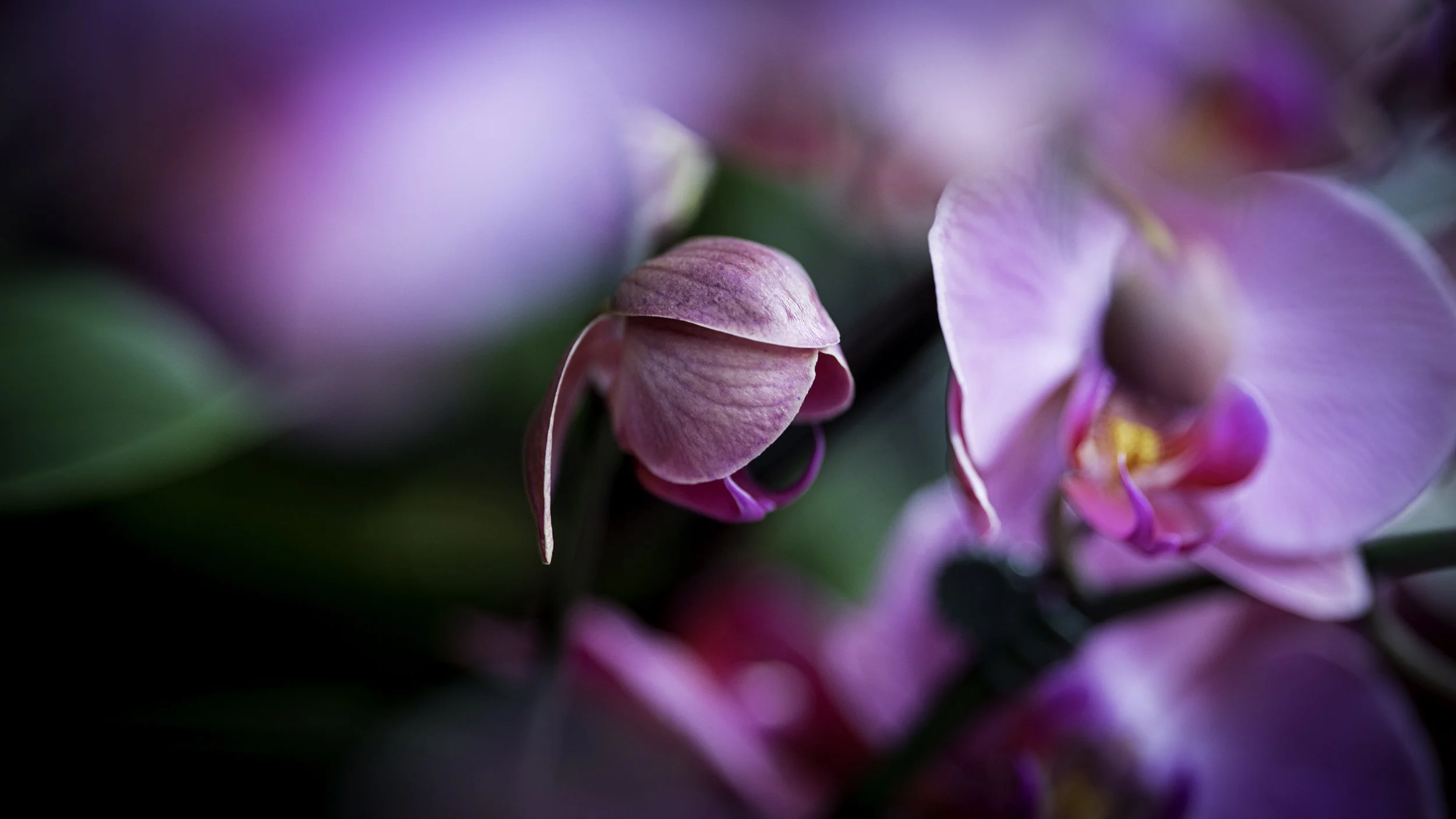 phalaeneopsis equestris (i think)
