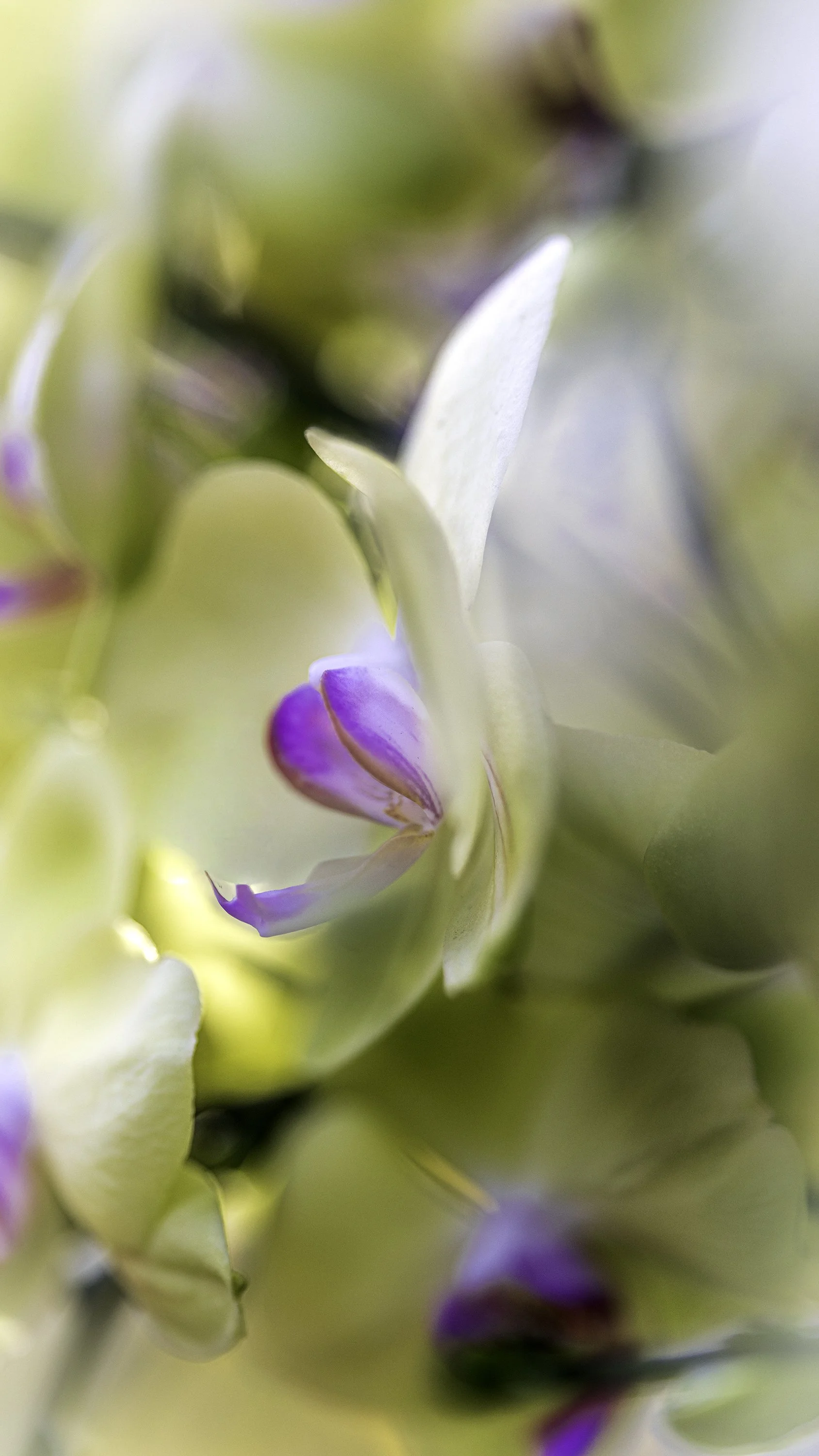 Orchidaceae Phalaenopsis (perhaps)