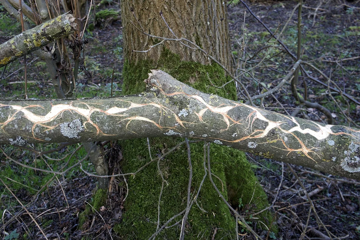 Cartography For The Fallen