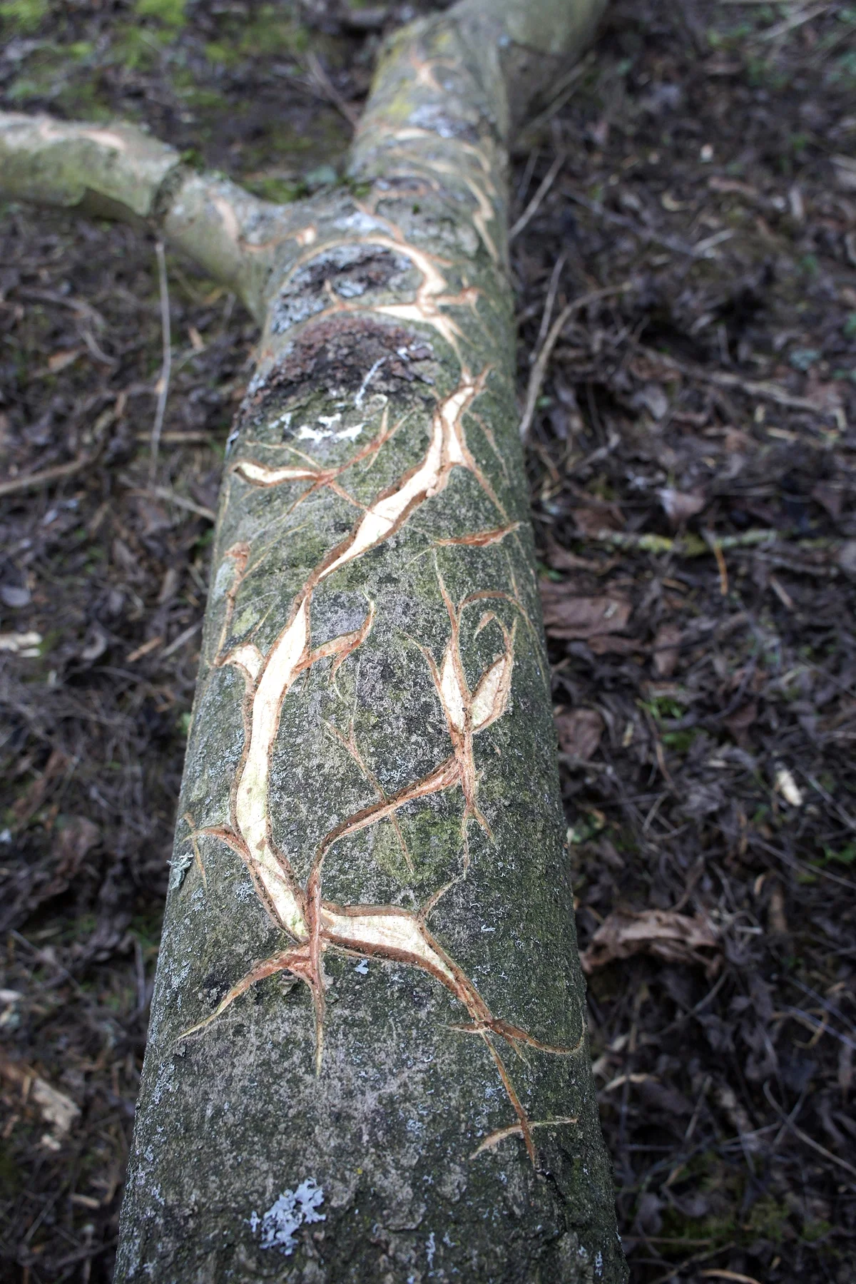 Cartography For The Fallen