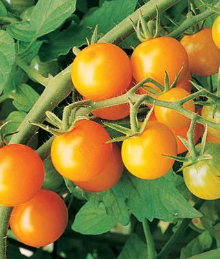 tomato cherry sungold.jpg