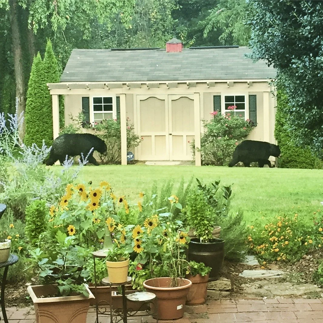 two black bears walk past a homeowner's shed in Western North Carolina - image captured July 2017 close to 7:30 AM.