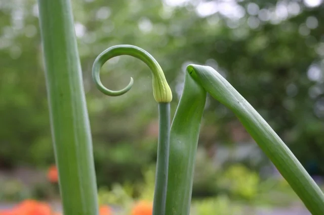 Bunching onion photo by Joseph D'Agnese