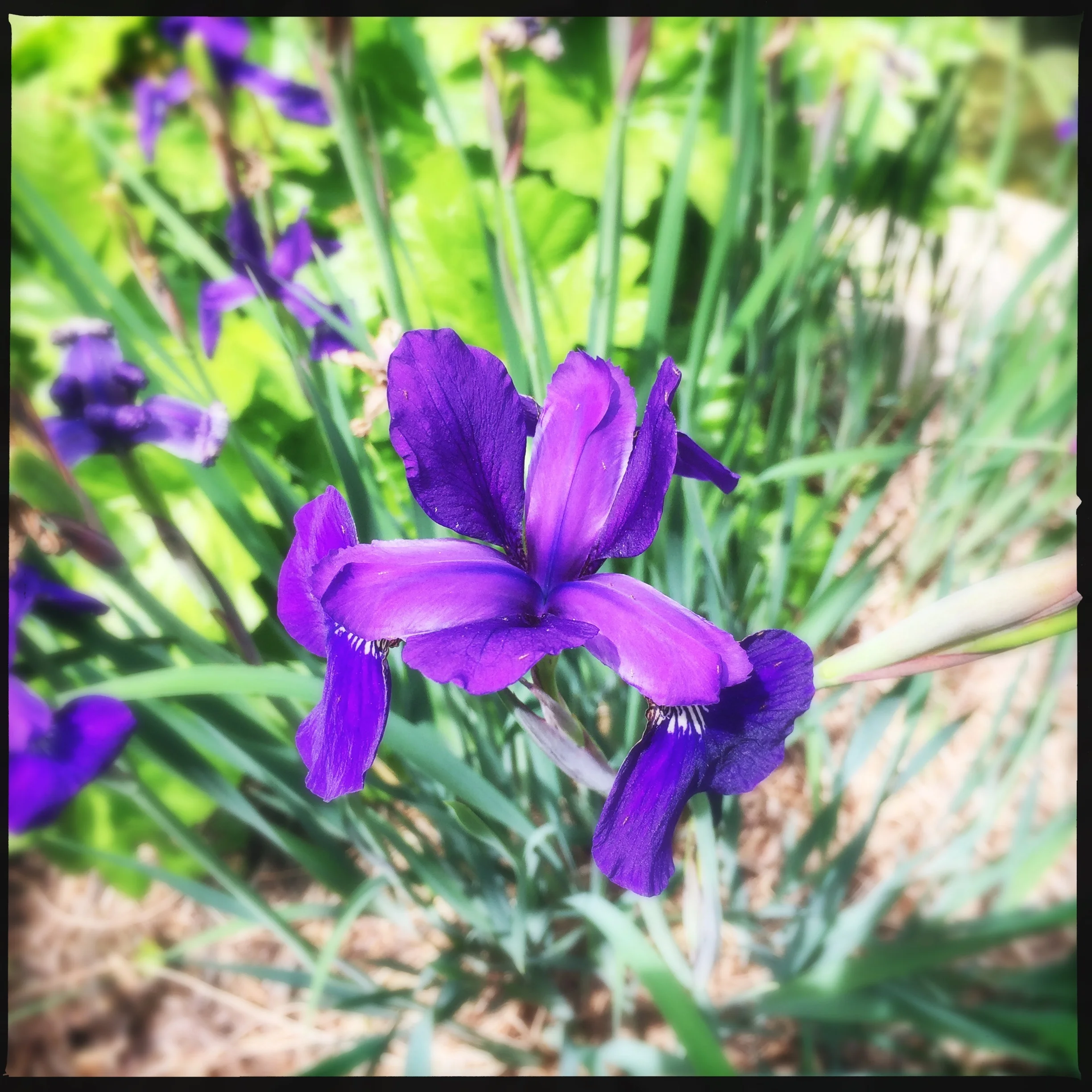 Siberian Iris | Image by Joseph D'Agnese