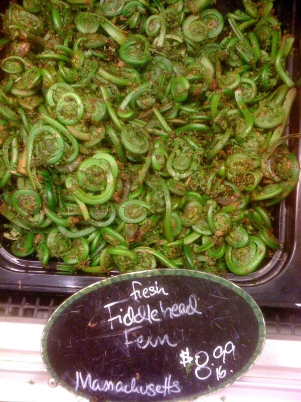 Fiddlehead Ferns by Joseph D'Agnese