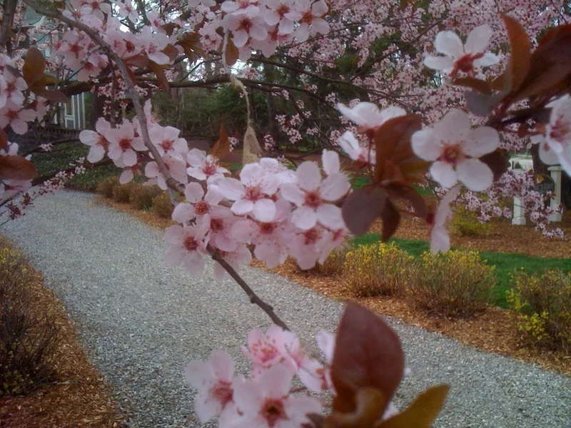 Cherry tree image by Joseph D'Agnese