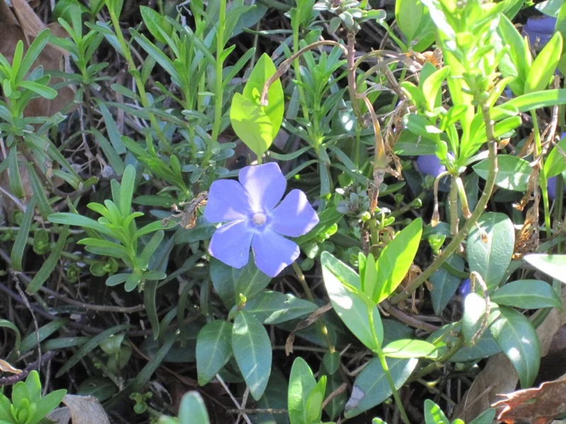 Vinca vine image by Joseph D'Agnese