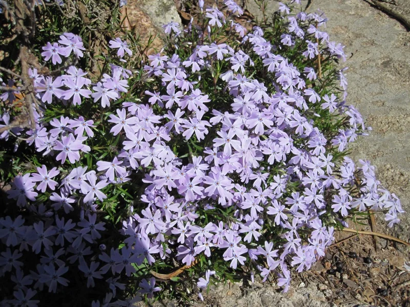 Phlox image by Joseph D'Agnese