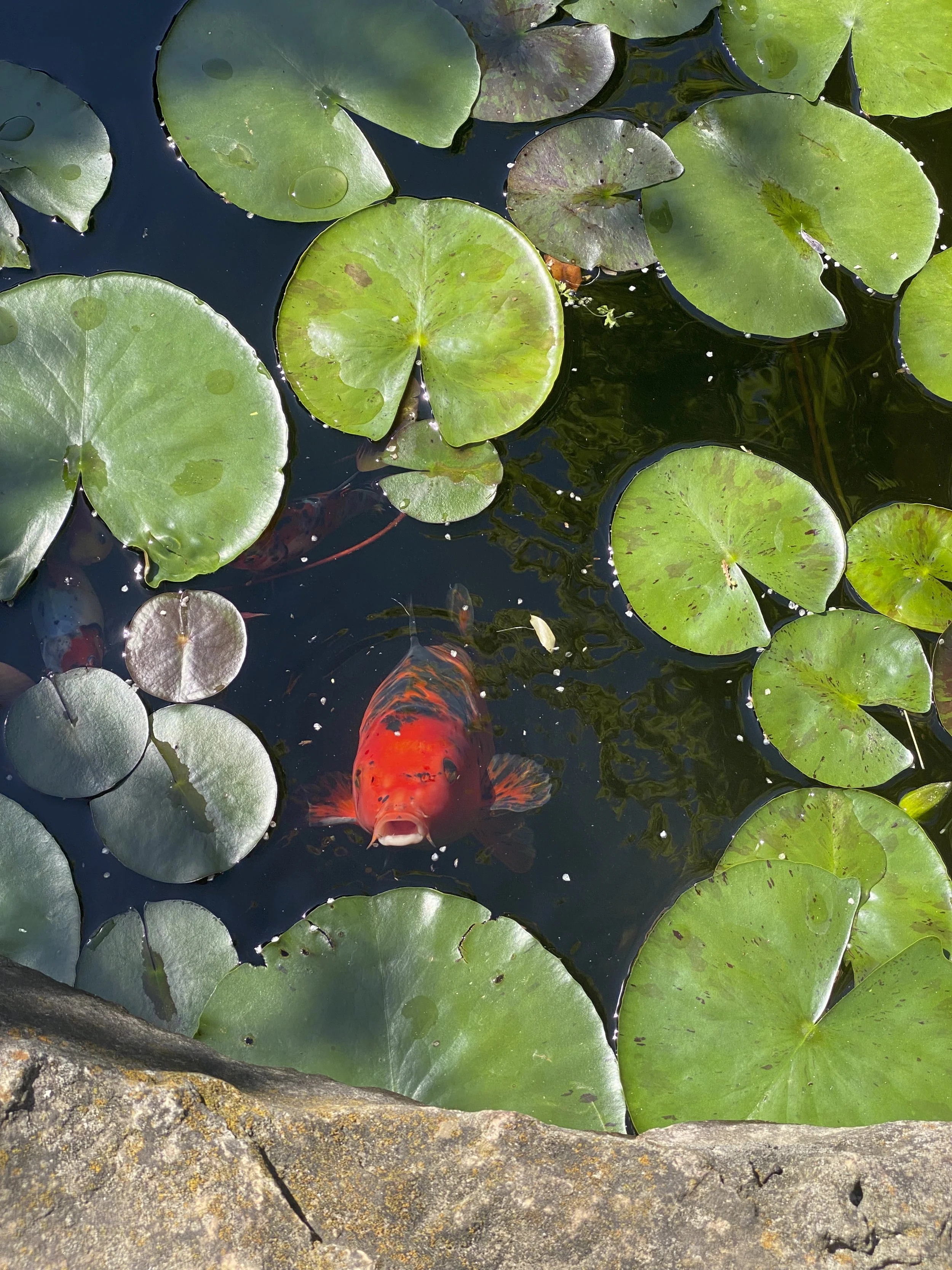 Greatest Fish Story Ever