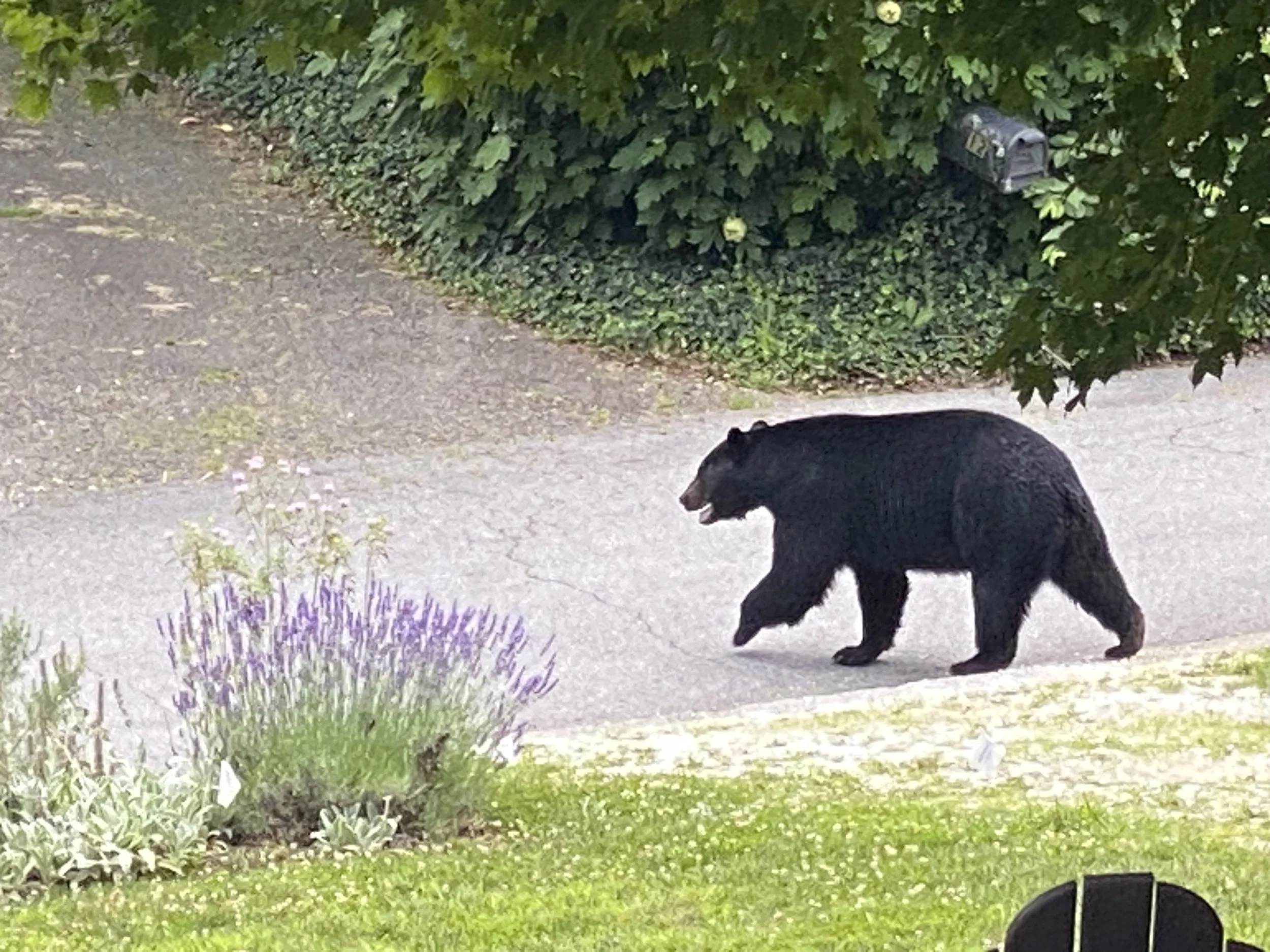 My Life with Bears