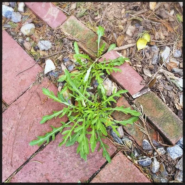 Photo of wild arugula growing out of the author's patio.