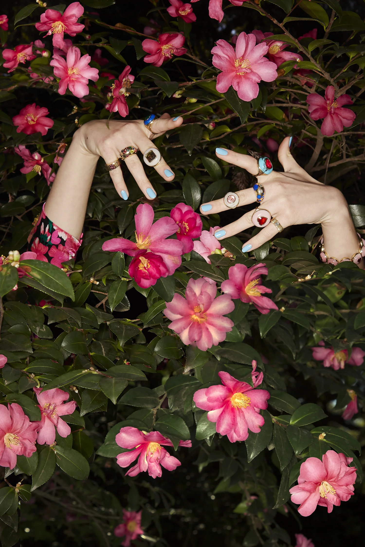 19_1_lollypop_camelia000192Bluesm.jpg