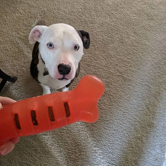 Happy Gotcha Day Coop! 
We are so glad your ours. #pitbull #pitbullsofinstagram